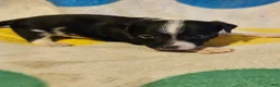 Chihuahua dogs for sale: Checker - Ad 5