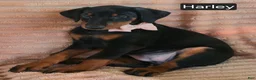 Doberman Pinscher dogs for sale: Harley - Ad 4