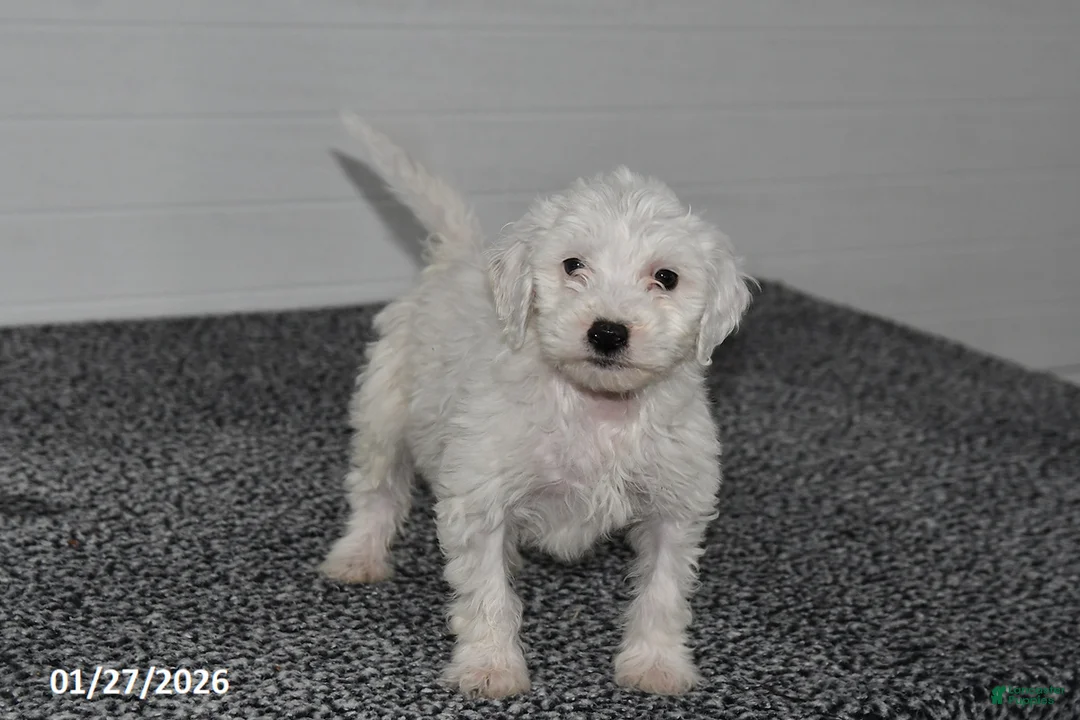 Mini Sheepadoodle dogs for sale: Snowball - Ad 1