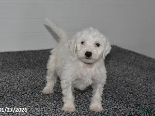 Mini Sheepadoodle dogs Snowball - Ad 10