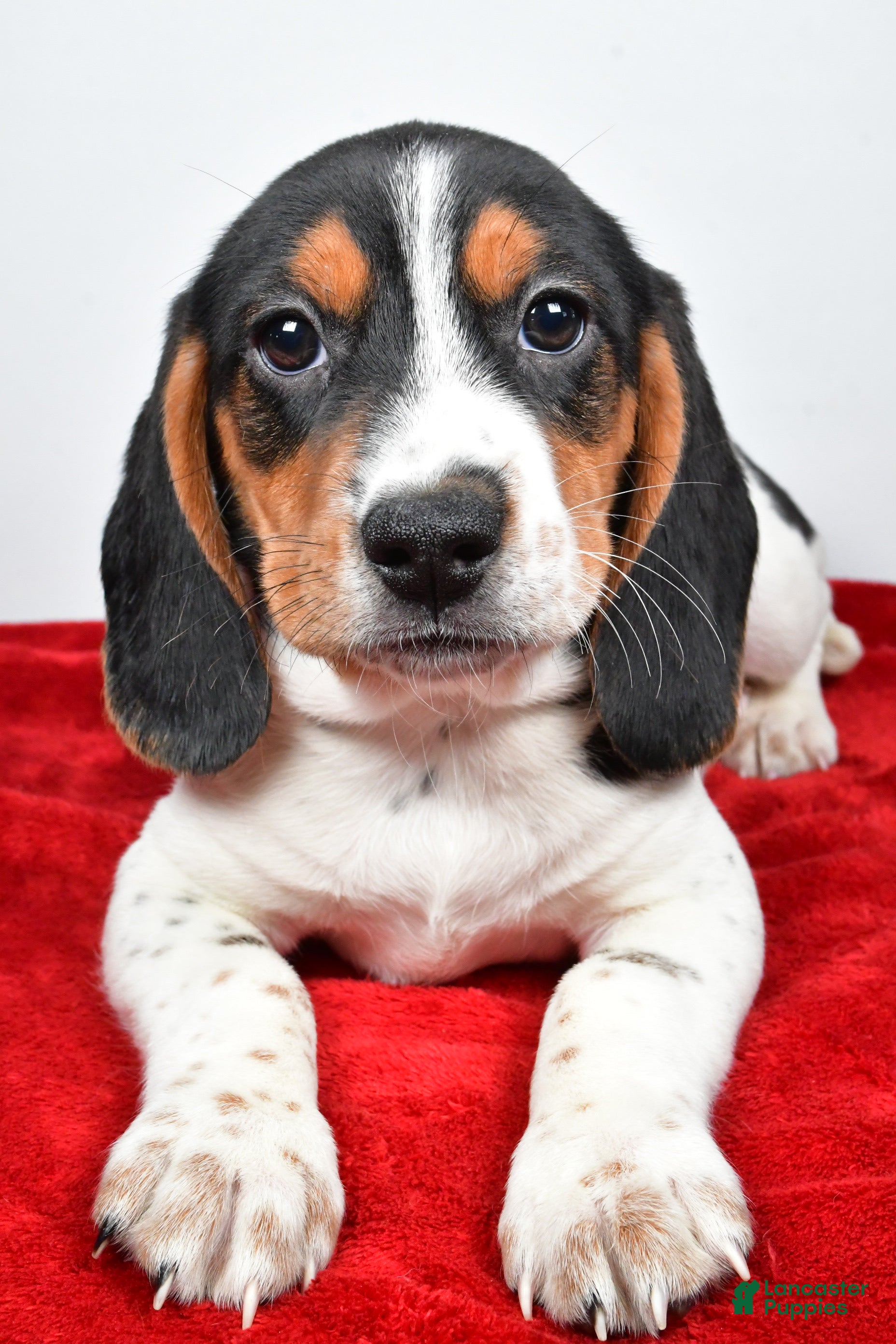 Beagle dogs Ryan - Ad 2