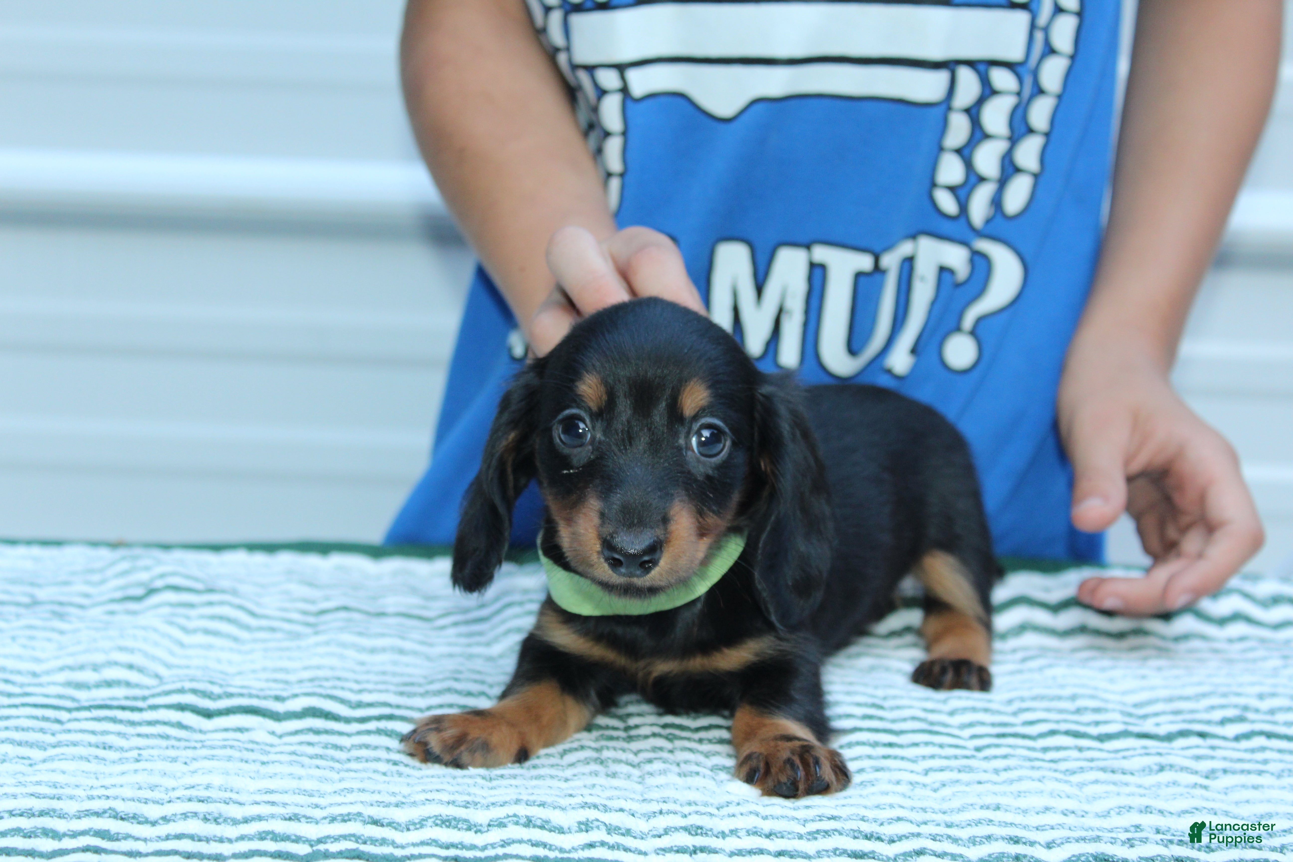 Miniature Dachshund dogs Moira - Ad 2