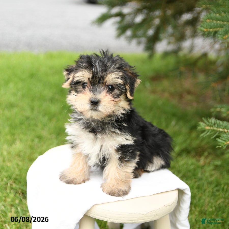 Morkie dogs Buddy - Ad 1