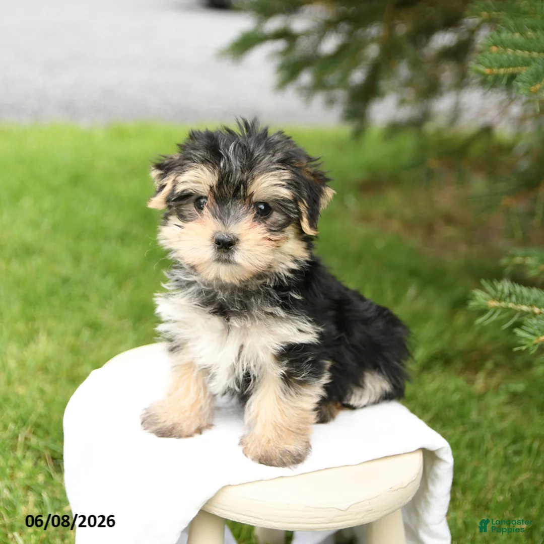 Morkie dogs for sale: Buddy - Ad 1