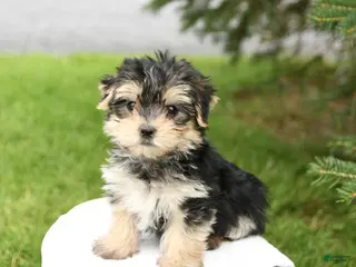 Morkie dogs for sale: Buddy - Ad 1