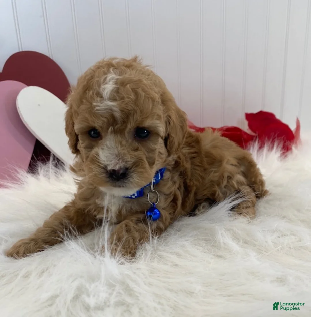 Toy Poodle dogs for sale: Frisco - Ad 8