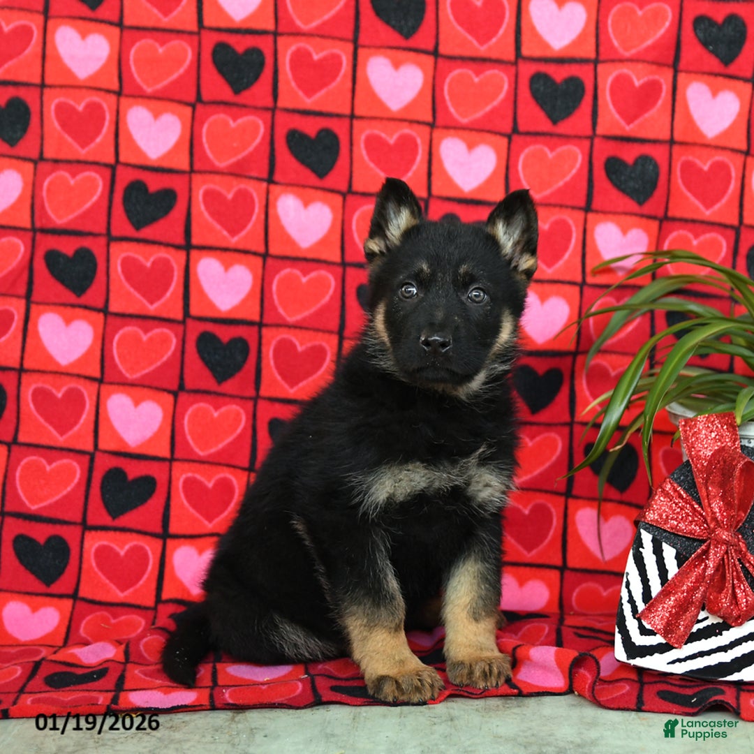 German Shepherd dogs for sale: Quinn - Ad 1