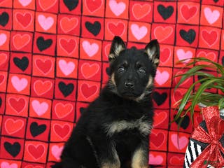 German Shepherd dogs Quinn - Ad 22