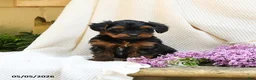 Yorkshire Terrier dogs for sale: Trew - Ad 2