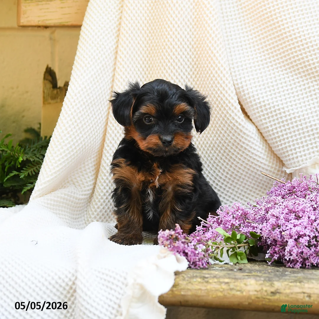 Yorkshire Terrier dogs for sale: Trew - Ad 2