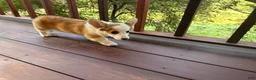 Welsh Corgi Pembroke dogs for sale: BENNY - Ad 13