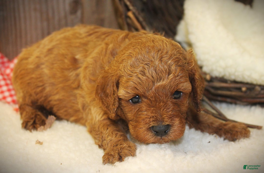Cavapoo dogs for sale: Toby - Ad 3