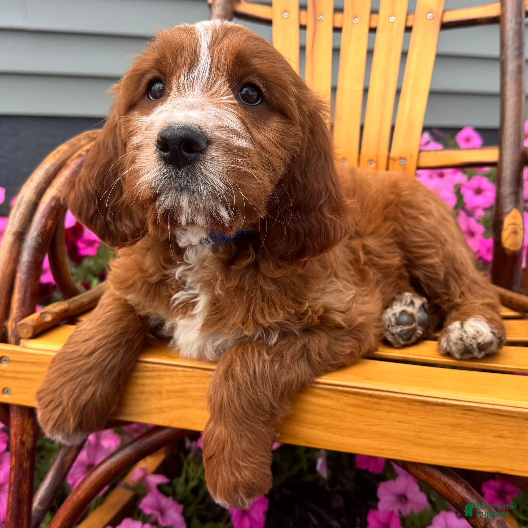 Mixed Breed dogs Rusty - Ad 2