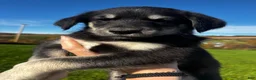 Huskipoo dogs for sale: Raven - Ad 3