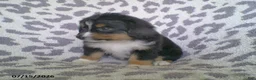 Miniature Australian Shepherd dogs for sale: Princess - Ad 4