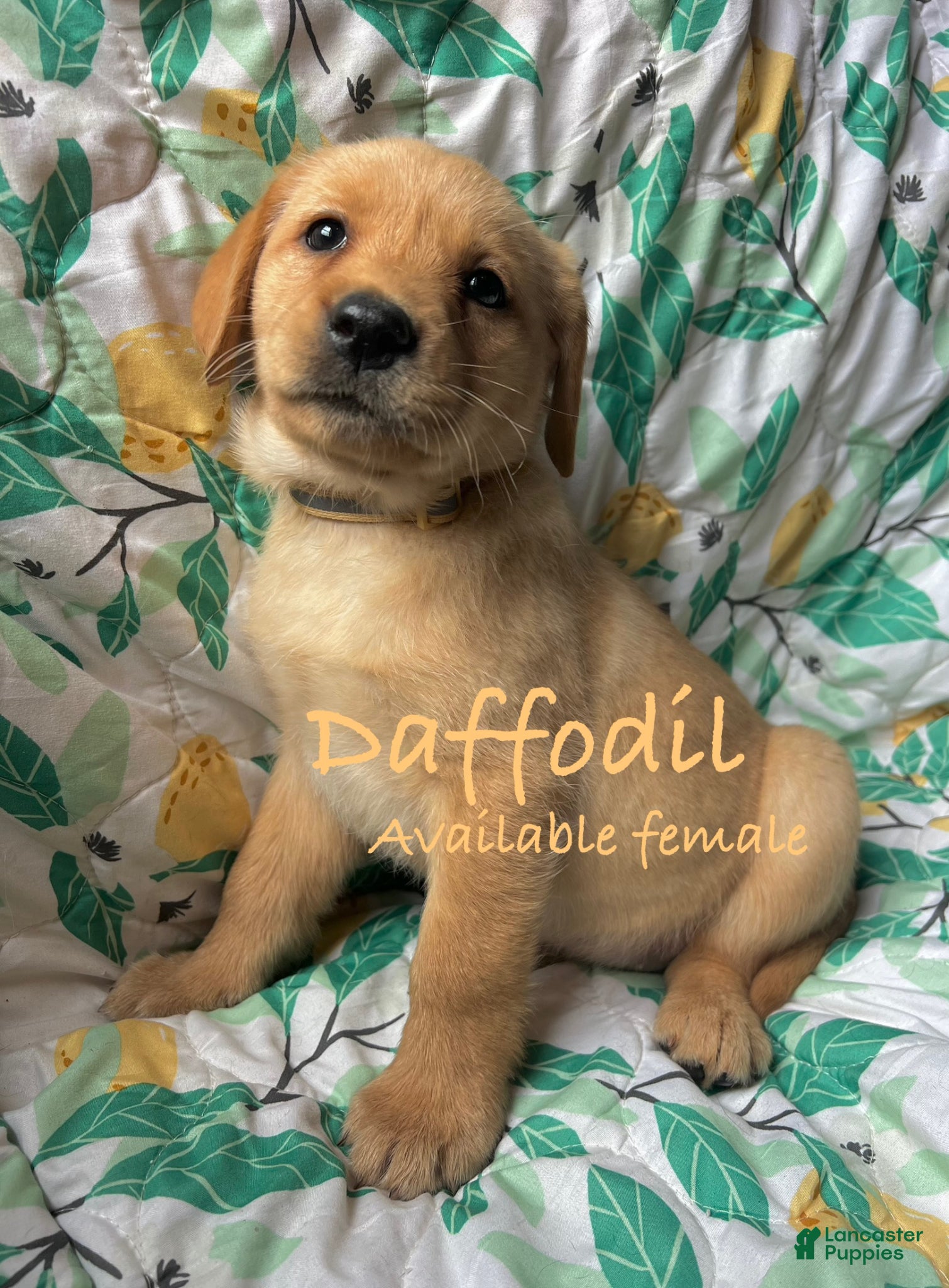 Labrador Retriever dogs Daffodil  - Ad 36