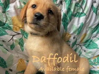 Labrador Retriever dogs Daffodil - Ad 36