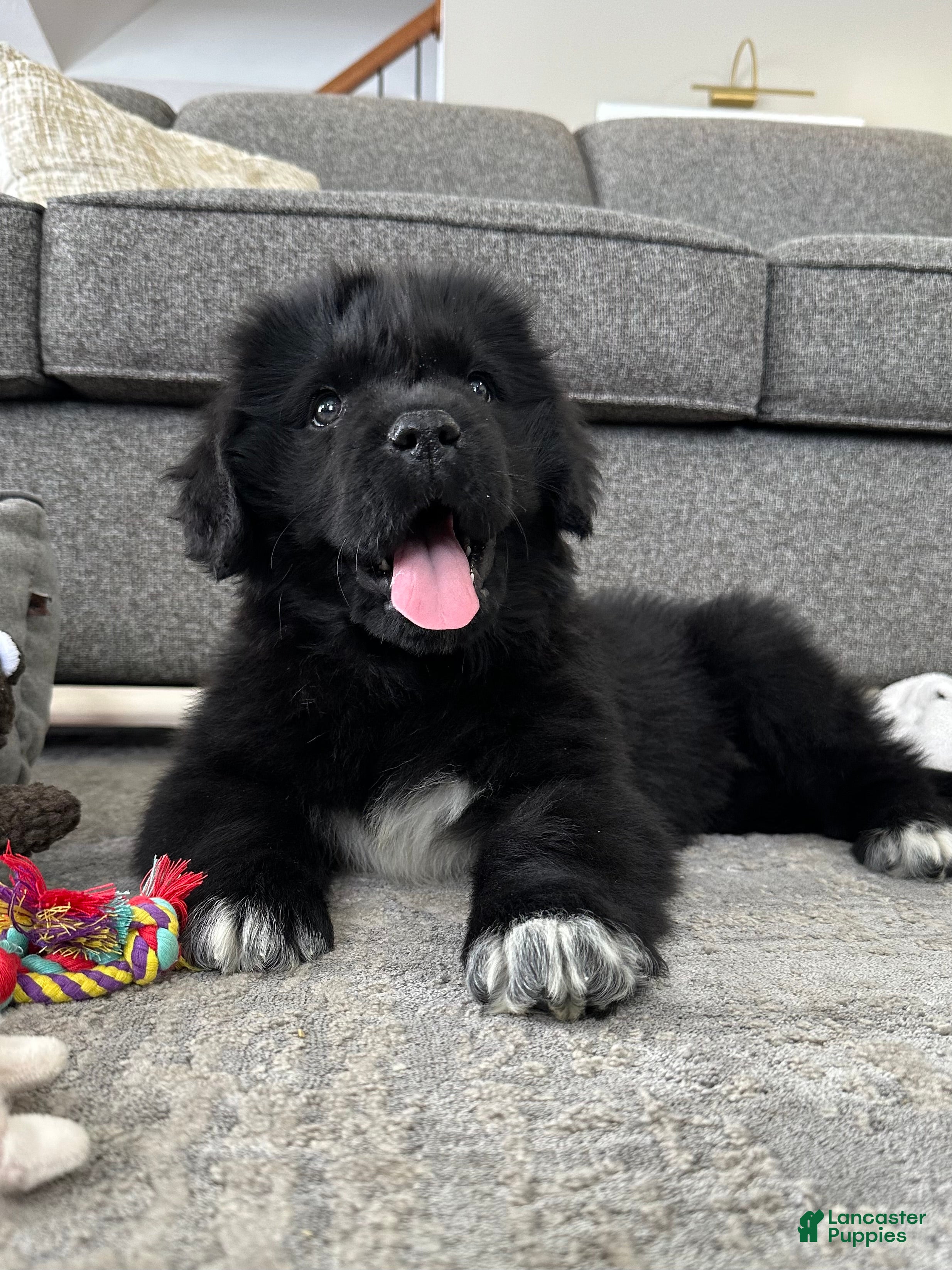 Newfoundland dogs OFA,AKC,CH, “Raine”  - Ad 4