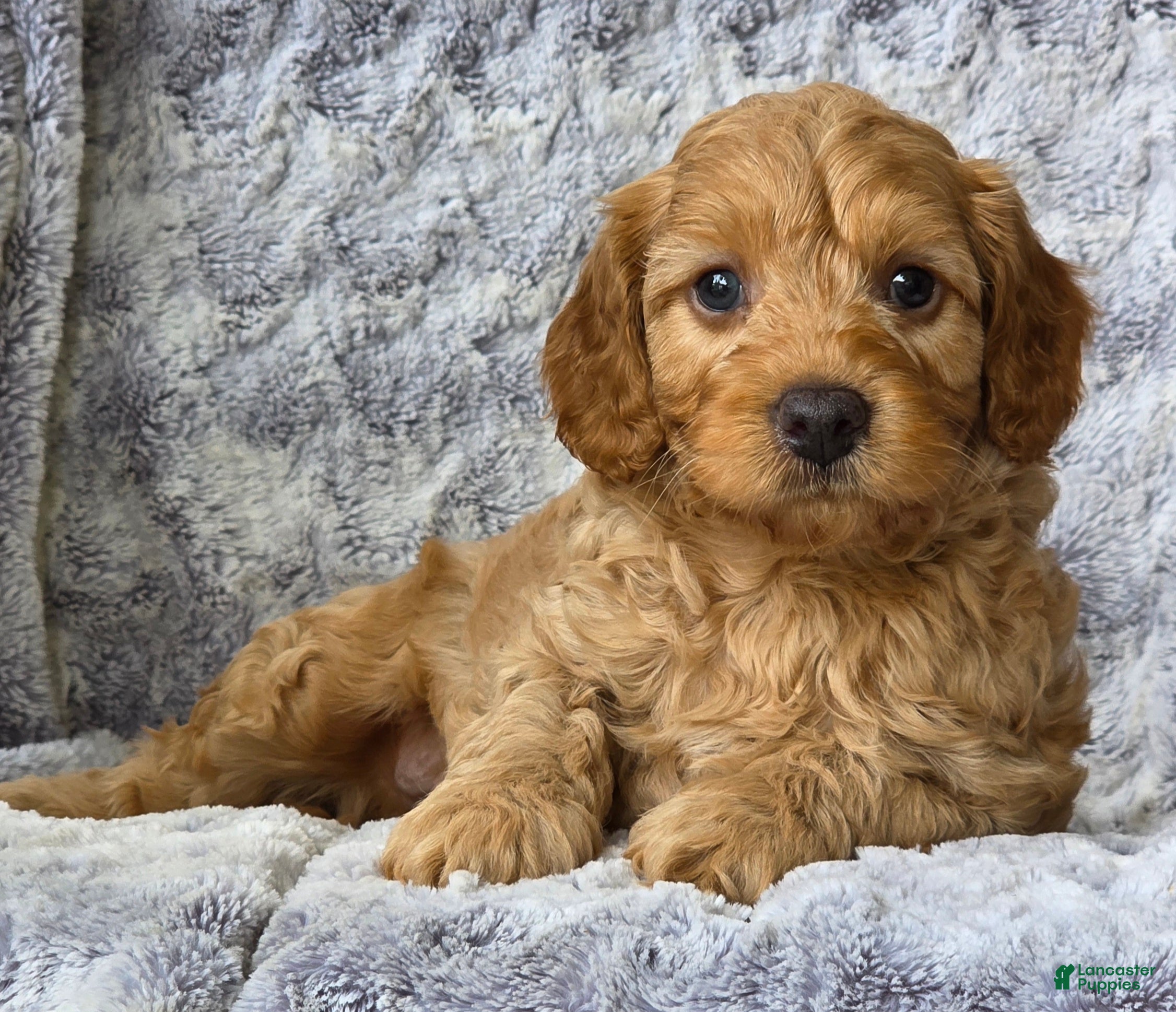 Cavapoo dogs Sonny - Ad 2