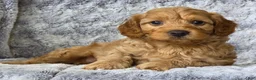Cavapoo dogs for sale: Sonny - Ad 2