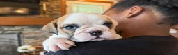 English Bulldog dogs for sale: Fiona - Ad 4
