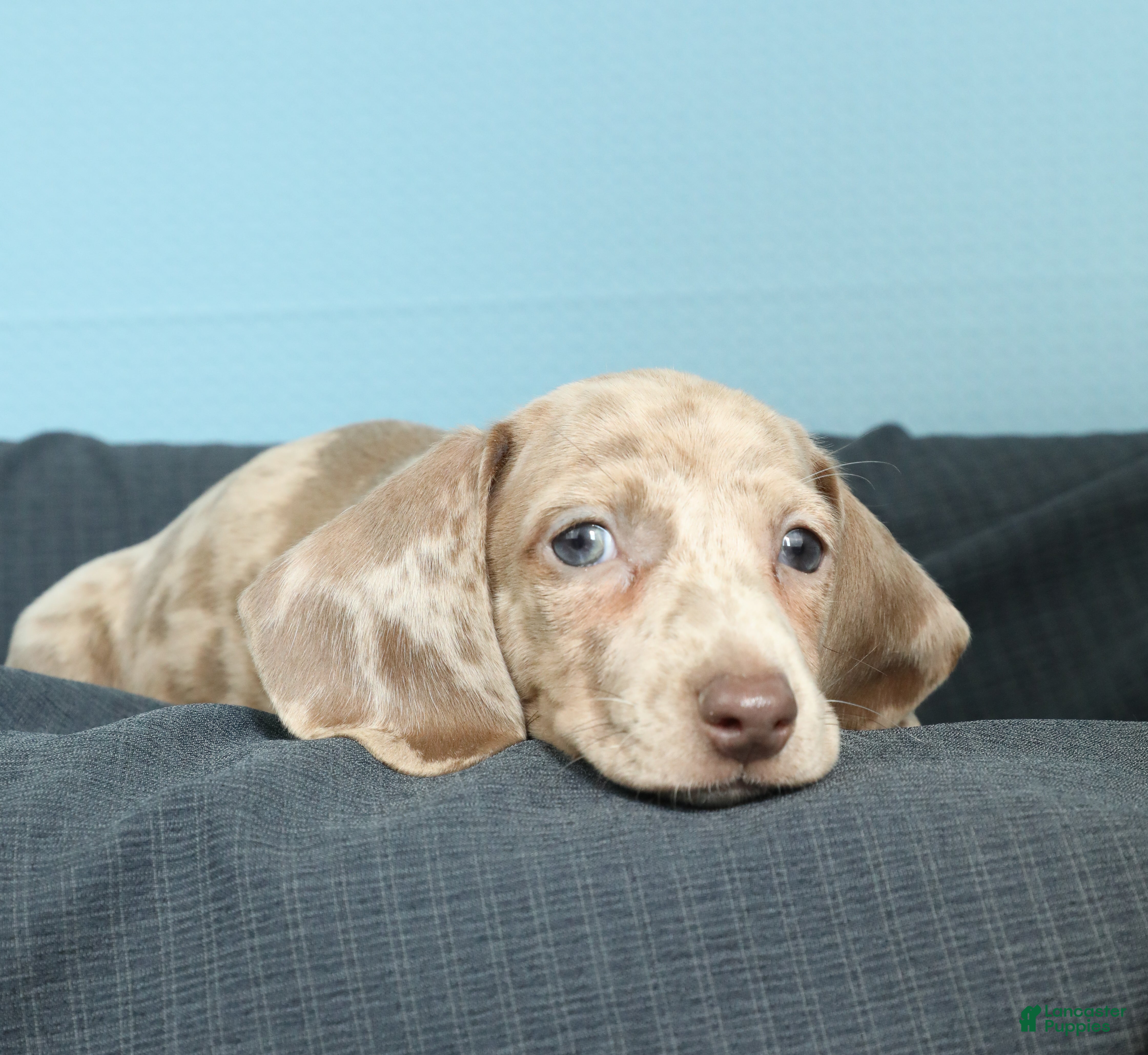 Miniature Dachshund dogs Nina - Ad 2