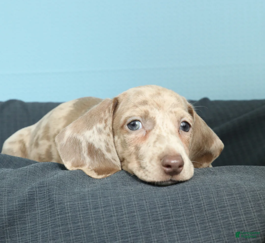 Miniature Dachshund dogs for sale: Nina - Ad 2