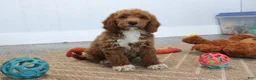 Mini Goldendoodle dogs for sale: Carlos - Ad 3