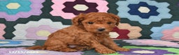 Mixed Breed dogs for sale: Freddie - Ad 5