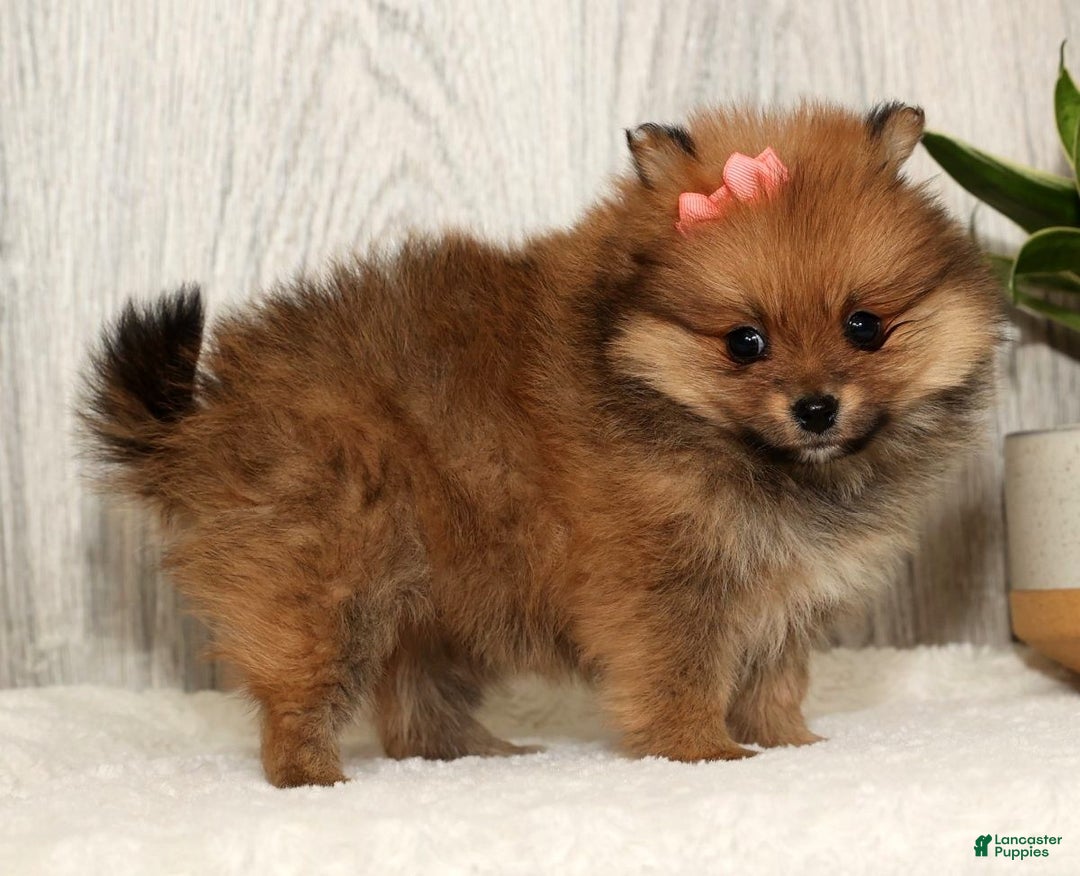 Pomeranian dogs for sale: Winnie - Ad 2