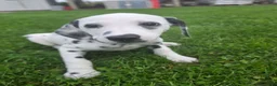 Dalmatian dogs for sale: Dalmatian female 4 - Ad 3