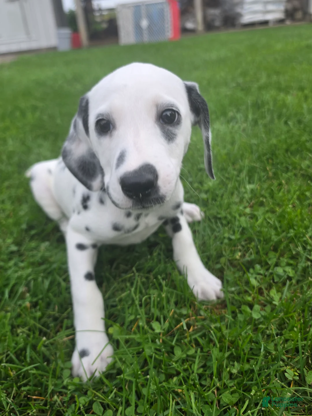 Dalmatian dogs for sale: Dalmatian female 4 - Ad 3