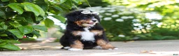Mini Bernedoodle dogs for sale: Ellie - Ad 7