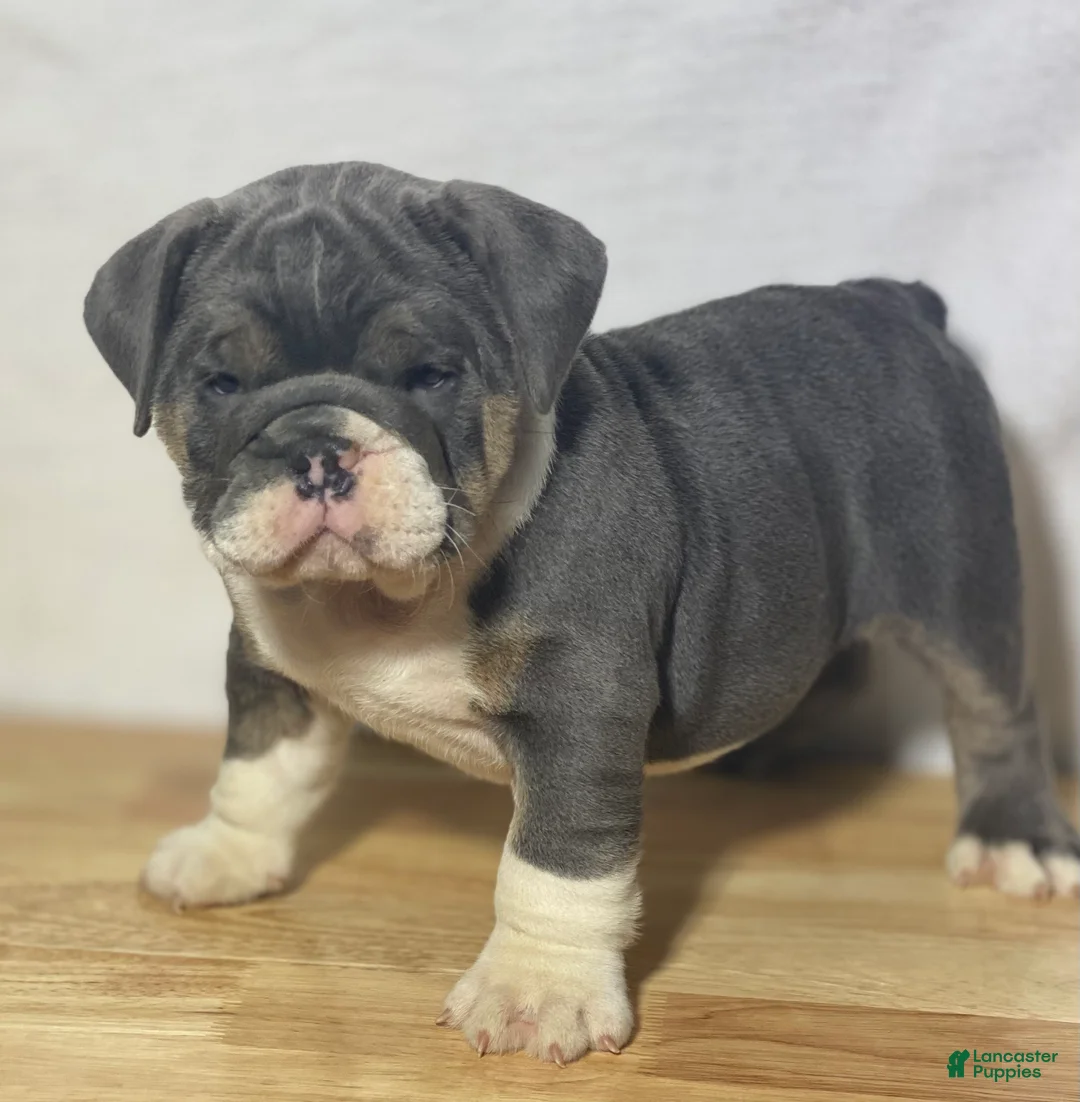 English Bulldog dogs for sale: Stella - Ad 2