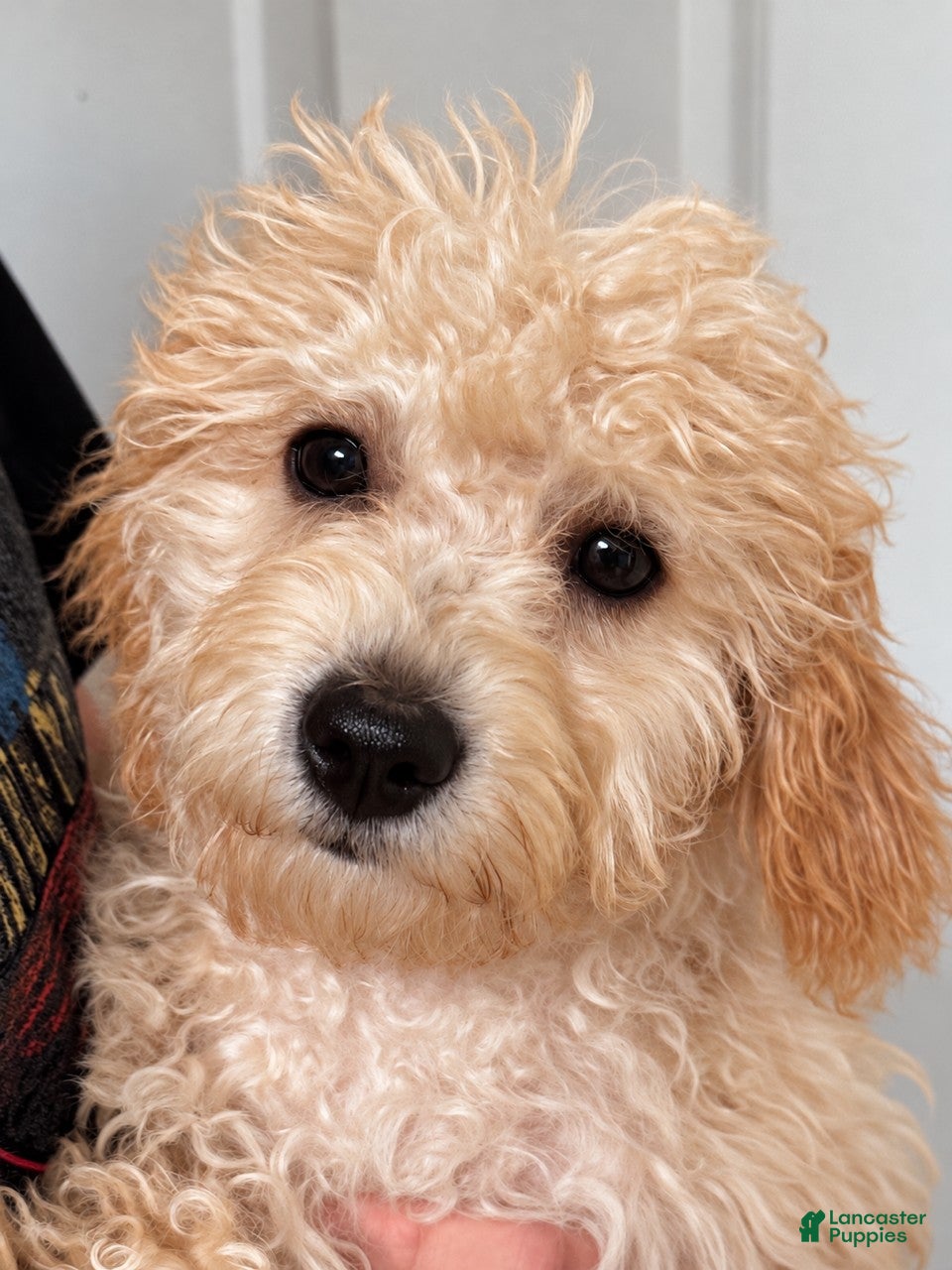 Miniature Labradoodle dogs for sale: Gigi - Ad 2