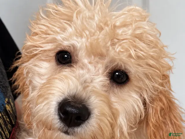 Miniature Labradoodle dogs for sale: Gigi - Ad 2