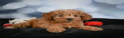 Cavapoo dogs for sale: Alice - Ad 5