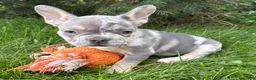 French Bulldog dogs for sale: Barbie - Ad 4
