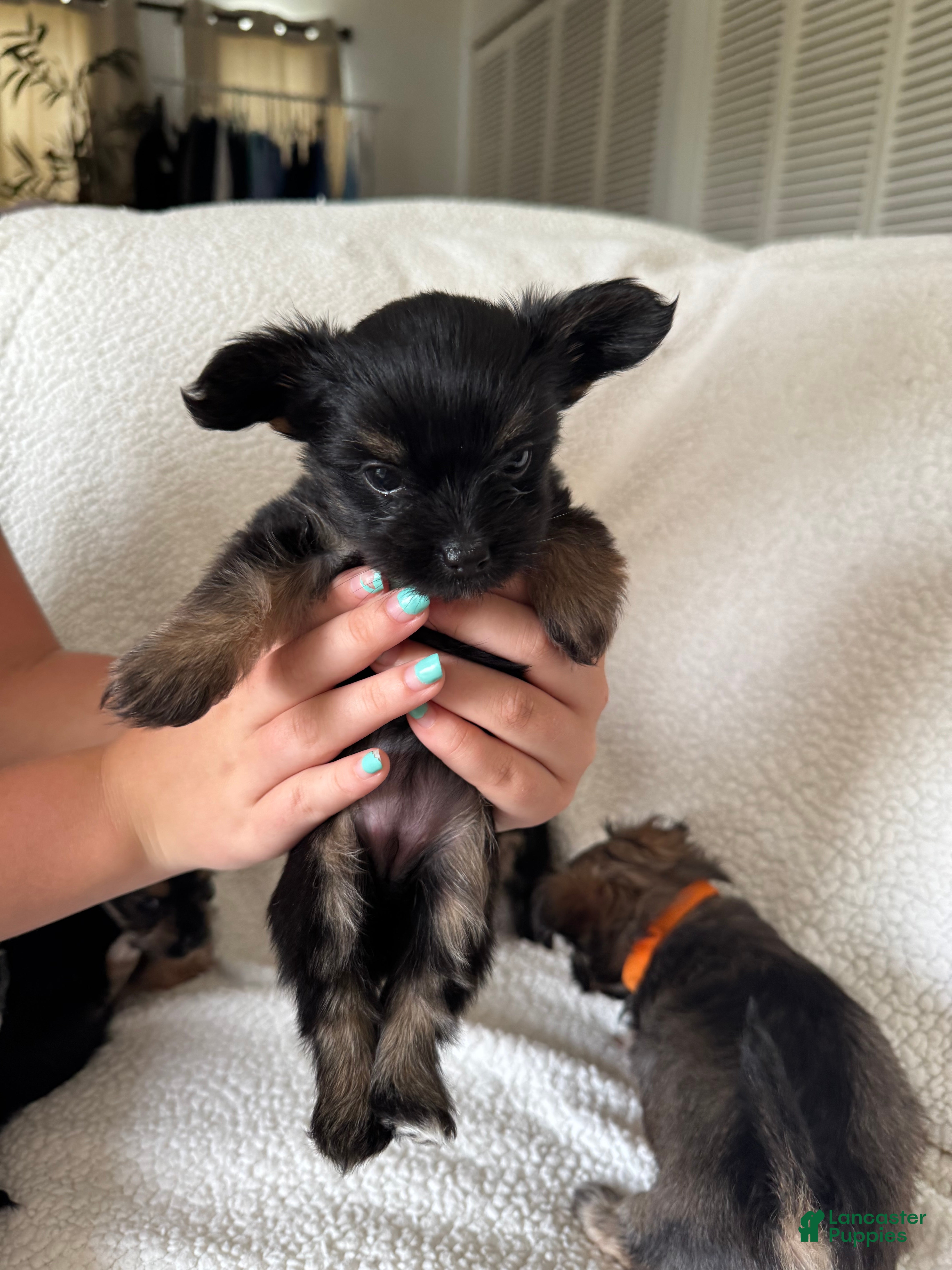  Puppy 1