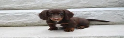 Miniature Dachshund dogs for sale: AKC Romeo - Ad 3