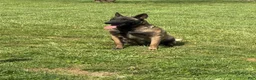 Belgian Malinois dogs for sale: Belle - Ad 1