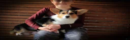 Welsh Corgi Pembroke dogs for sale: Daisy - Ad 7