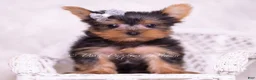 Yorkshire Terrier dogs for sale: Tinker Toy - Ad 2