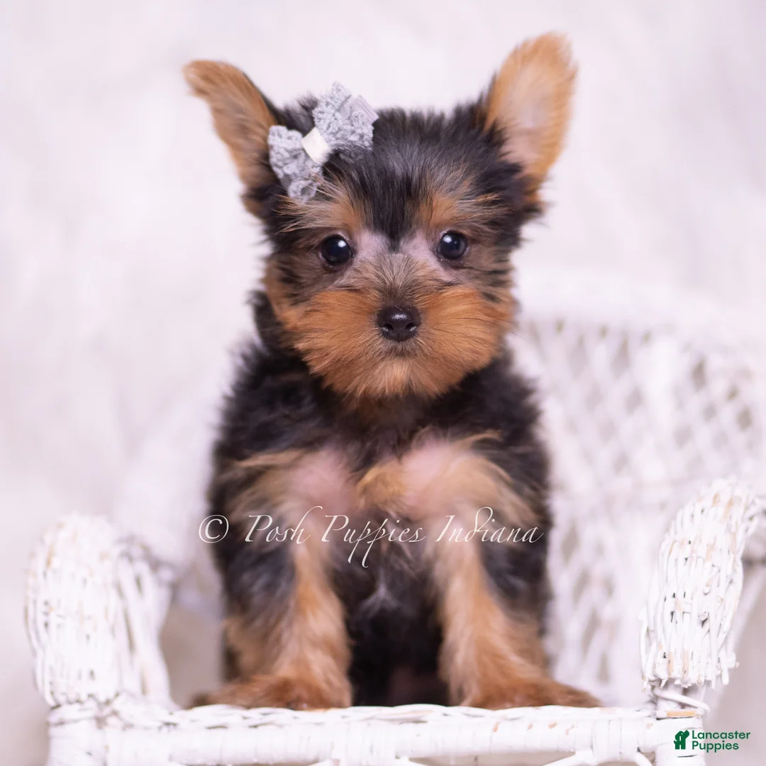 Yorkshire Terrier dogs for sale: Tinker Toy - Ad 2