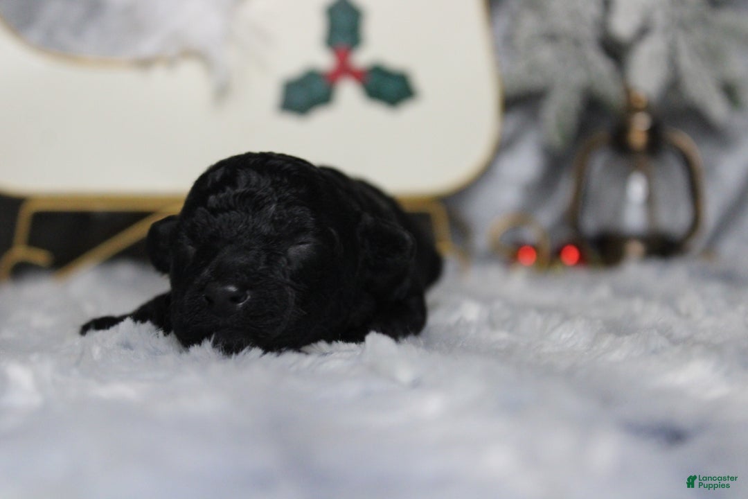 Toy Poodle dogs for sale: Onyx - Ad 3