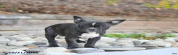 Frenchton dogs for sale: Jemma - Ad 3