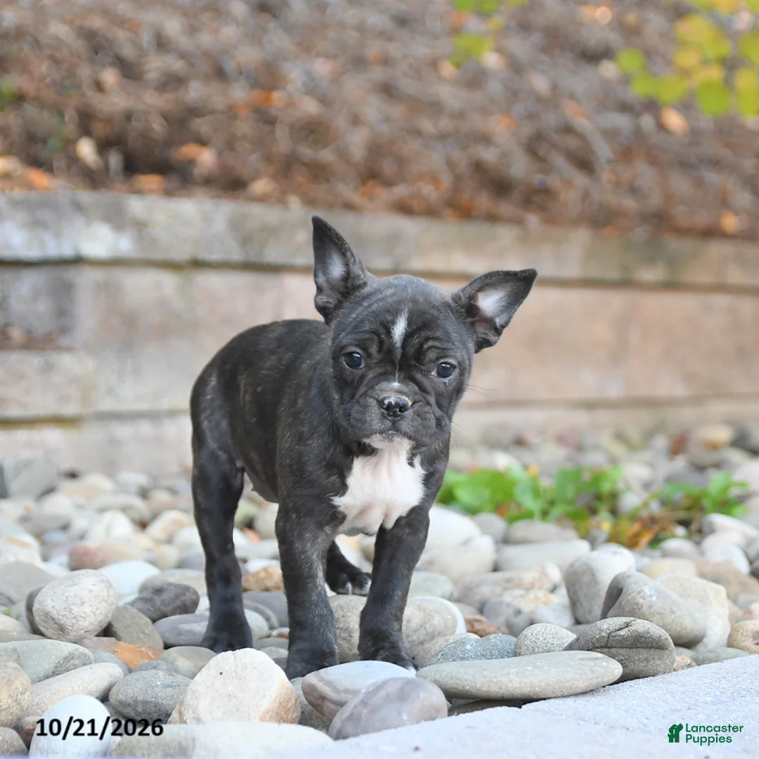 Frenchton dogs for sale: Jemma - Ad 3