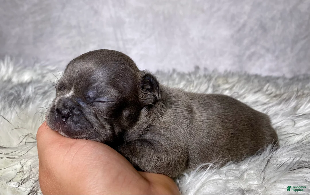 Frenchton dogs for sale: Mr. Kirby - Ad 2
