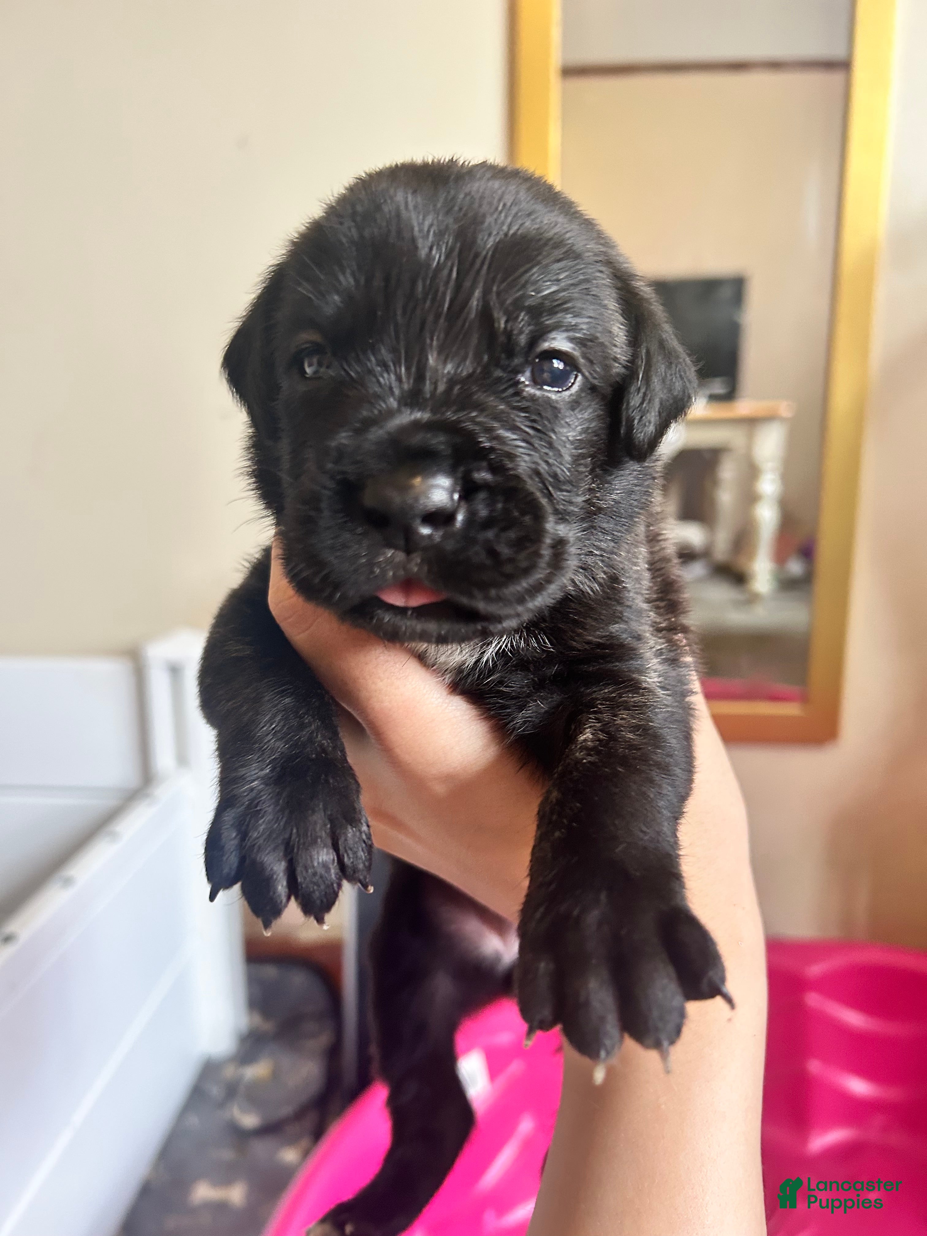 Cane Corso dogs Green and White  - Ad 39