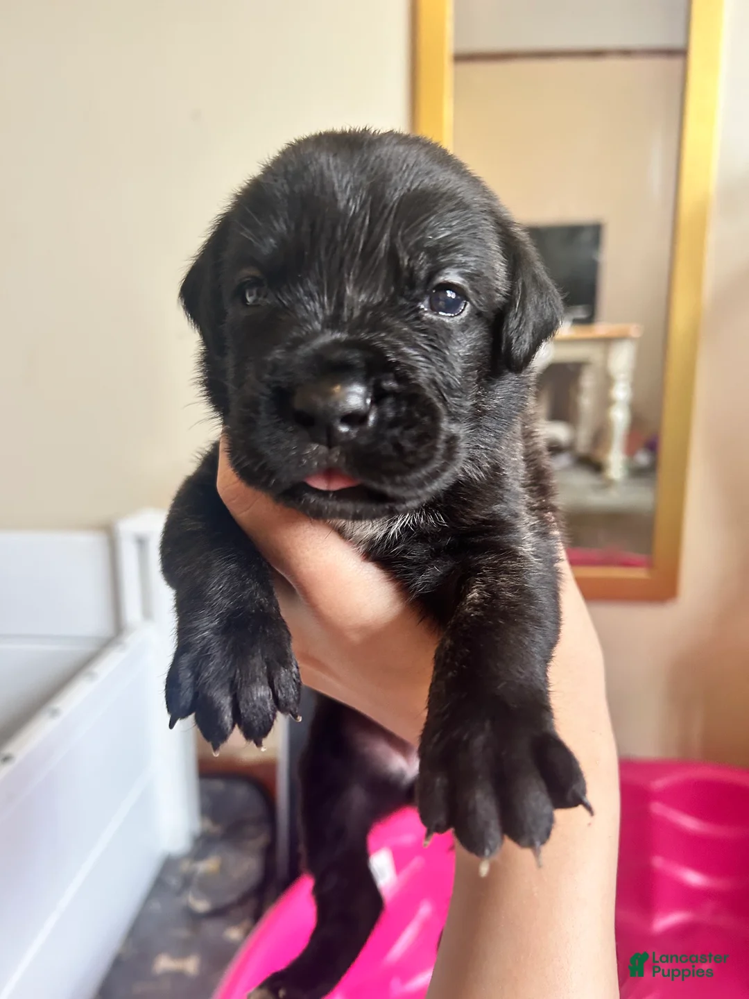 Cane Corso dogs for sale: Green and White  - Ad 1